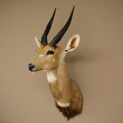 Buschbok-antilope Afrika kop-en-schouderpreparaat trofee HL 33 cm 95.8.9