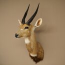 Buschbock Antilope Afrika Kopf Schulter Präparat...
