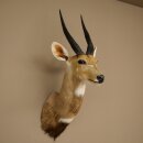 Buschbock Antilope Afrika Kopf Schulter Präparat...