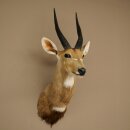 Buschbok-antilope Afrika kop-en-schouderpreparaat trofee HL 33 cm 95.8.9