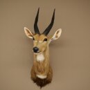 Buschbok-antilope Afrika kop-en-schouderpreparaat trofee HL 33 cm 95.8.9