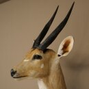 Buschbok-antilope Afrika kop-en-schouderpreparaat trofee HL 33 cm 95.8.9