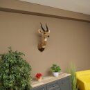 Buschbok-antilope Afrika kop-en-schouderpreparaat trofee HL 33 cm 95.8.9
