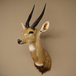 Buschbok-antilope Afrika kop-en-schouderpreparaat trofee HL 33 cm 95.8.9