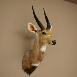 Buschbok-antilope Afrika kop-en-schouderpreparaat trofee HL 33 cm 95.8.9