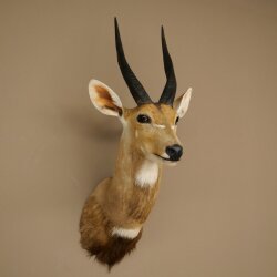 Buschbok-antilope Afrika kop-en-schouderpreparaat trofee HL 33 cm 95.8.9