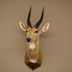 Buschbok-antilope Afrika kop-en-schouderpreparaat trofee HL 33 cm 95.8.9