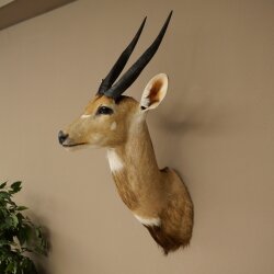 Buschbok-antilope Afrika kop-en-schouderpreparaat trofee HL 33 cm 95.8.9