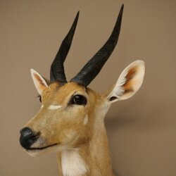 Buschbok-antilope Afrika kop-en-schouderpreparaat trofee HL 33 cm 95.8.9