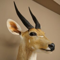 Buschbok-antilope Afrika kop-en-schouderpreparaat trofee HL 33 cm 95.8.9