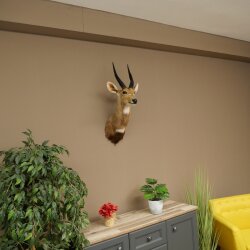 Buschbok-antilope Afrika kop-en-schouderpreparaat trofee HL 33 cm 95.8.9