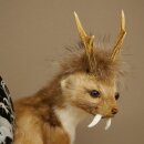 Wolpertinger martora con cervo intestinale Stange Wolpi Preparato corna di capriolo e denti Altezza 47 cm 86.10.19