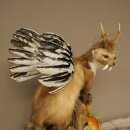 Wolpertinger martora con cervo intestinale Stange Wolpi Preparato corna di capriolo e denti Altezza 47 cm 86.10.19