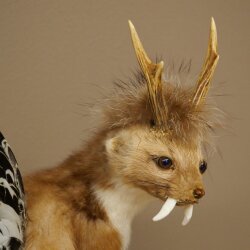 Wolpertinger martora con cervo intestinale Stange Wolpi Preparato corna di capriolo e denti Altezza 47 cm 86.10.19