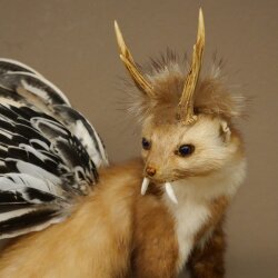 Wolpertinger martora con cervo intestinale Stange Wolpi Preparato corna di capriolo e denti Altezza 47 cm 86.10.19