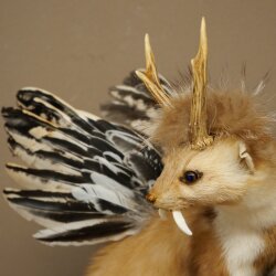 Wolpertinger martora con cervo intestinale Stange Wolpi Preparato corna di capriolo e denti Altezza 47 cm 86.10.19