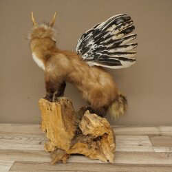 Wolpertinger martora con cervo intestinale Stange Wolpi Preparato corna di capriolo e denti Altezza 47 cm 86.10.19