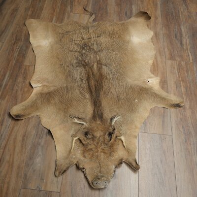 Tappeto in pelle di facocero, lunghezza 149 cm, tappeto africano in pelle di maiale