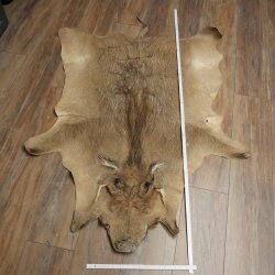 Tappeto in pelle di facocero, lunghezza 149 cm, tappeto africano in pelle di maiale