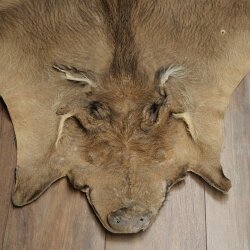 Tappeto in pelle di facocero, lunghezza 149 cm, tappeto africano in pelle di maiale