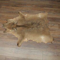 Tappeto in pelle di facocero, lunghezza 149 cm, tappeto africano in pelle di maiale