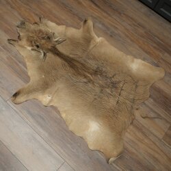 Tappeto in pelle di facocero, lunghezza 149 cm, tappeto africano in pelle di maiale