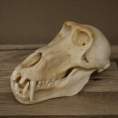 Berenbaviaan Baboon Schedel Aap Lengte 22 cm Baviaan met certificaat van herkomst