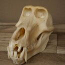 Berenbaviaan Baboon Schedel Aap Lengte 22 cm Baviaan met certificaat van herkomst