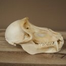 Berenbaviaan Baboon Schedel Aap Lengte 22 cm Baviaan met certificaat van herkomst