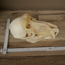 Berenbaviaan Baboon Schedel Aap Lengte 22 cm Baviaan met certificaat van herkomst