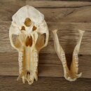 Berenbaviaan Baboon Schedel Aap Lengte 22 cm Baviaan met certificaat van herkomst