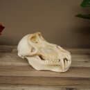 Berenbaviaan Baboon Schedel Aap Lengte 22 cm Baviaan met certificaat van herkomst