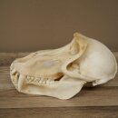 Berenbaviaan Baboon Schedel Aap Lengte 22 cm Baviaan met certificaat van herkomst