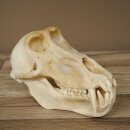 Berenbaviaan Baboon Schedel Aap Lengte 22 cm Baviaan met certificaat van herkomst
