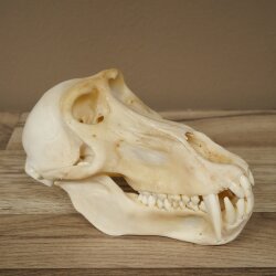 Berenbaviaan Baboon Schedel Aap Lengte 22 cm Baviaan met certificaat van herkomst