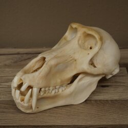Berenbaviaan Baboon Schedel Aap Lengte 22 cm Baviaan met certificaat van herkomst