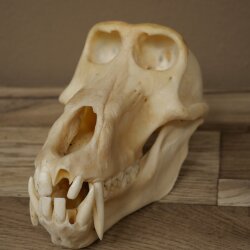 Berenbaviaan Baboon Schedel Aap Lengte 22 cm Baviaan met certificaat van herkomst