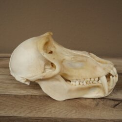 Berenbaviaan Baboon Schedel Aap Lengte 22 cm Baviaan met certificaat van herkomst