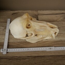 Berenbaviaan Baboon Schedel Aap Lengte 22 cm Baviaan met certificaat van herkomst