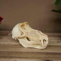 Berenbaviaan Baboon Schedel Aap Lengte 22 cm Baviaan met certificaat van herkomst