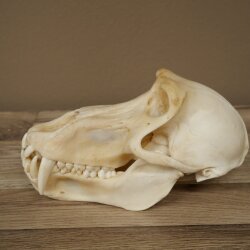 Berenbaviaan Baboon Schedel Aap Lengte 22 cm Baviaan met certificaat van herkomst