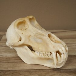 Berenbaviaan Baboon Schedel Aap Lengte 22 cm Baviaan met certificaat van herkomst