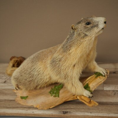 Murmeltier Präparat Höhe 37 cm auf Holz Trophäe Murmel 89.12.76