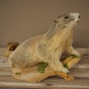 Murmeltier Präparat Höhe 37 cm auf Holz...