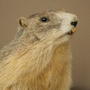 Préparation de marmotte, hauteur 40 cm, sur pierre...