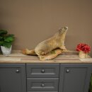 Murmeltier Präparat Höhe 37 cm auf Holz Trophäe Murmel 89.12.76