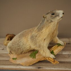 Murmeltier Präparat Höhe 37 cm auf Holz Trophäe Murmel 89.12.76