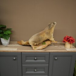 Murmeltier Präparat Höhe 37 cm auf Holz Trophäe Murmel 89.12.76