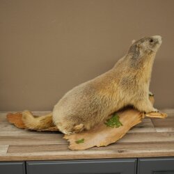 Murmeltier Präparat Höhe 37 cm auf Holz Trophäe Murmel 89.12.76