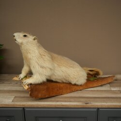 Murmeltier Präparat Höhe 37 cm auf Holz Trophäe Murmel 89.12.76